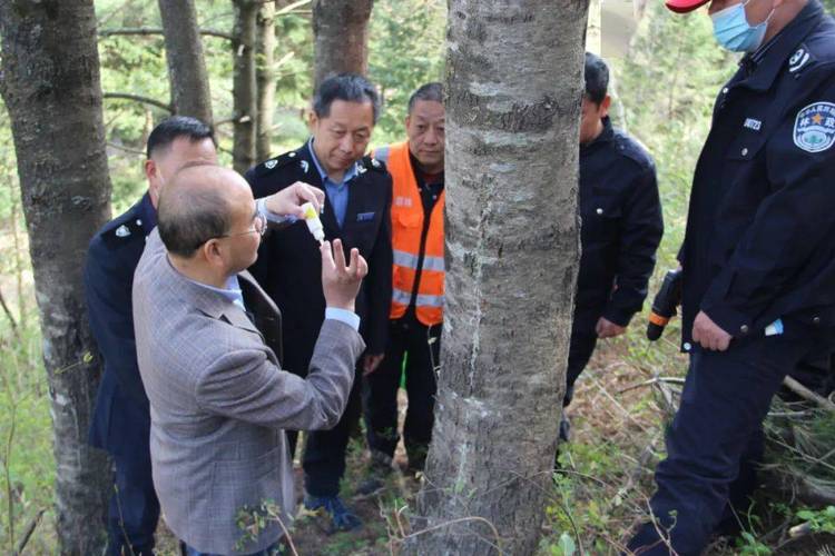 西北农林科技大学专家到省太白林业局指导林业有害生物防治工作